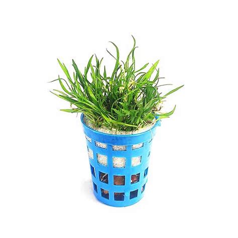 Lilaeopsis brasiliensis/ Brazilian aqua grass (pot) - Buy Aquarium ...