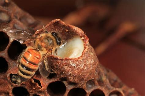 A bee inspects a royal cell filled with royal jelly. Royal jelly is ...