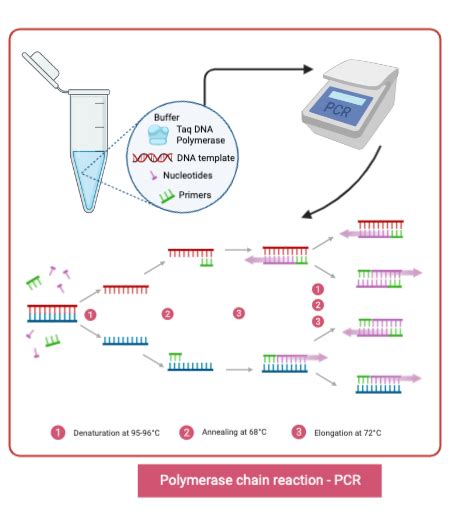 Rna Polymerase Reaction