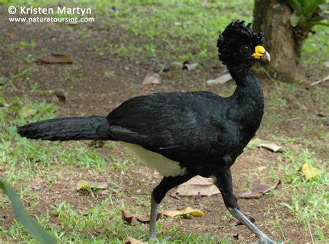 My Costa Rican Birding Adventure - Nature Notes Blog