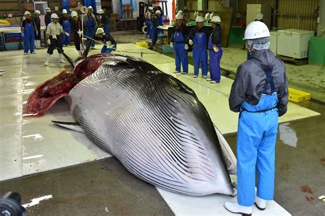 Japan fisherman catch first whales as commercial hunts resume