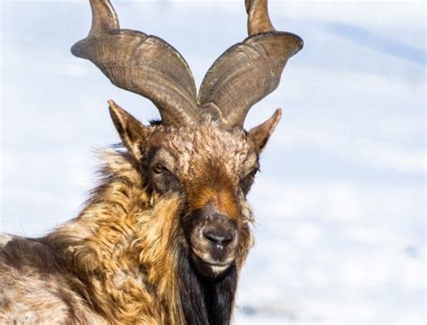 How Pakistan saved Markhor from going extinct - Scientia Magazine