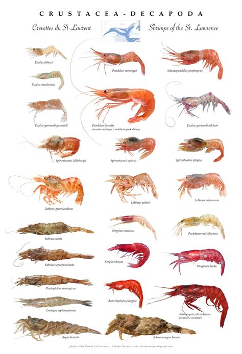 Unique Shrimps Facts That’s Very Interesting to Know - Fresh Water ...