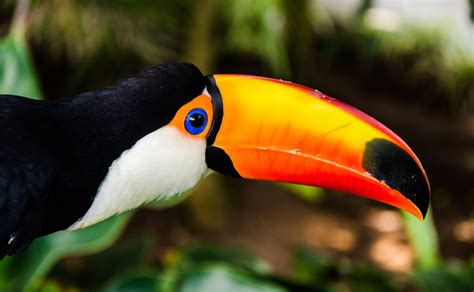 Download Bird Animal Toco Toucan 4k Ultra HD Wallpaper