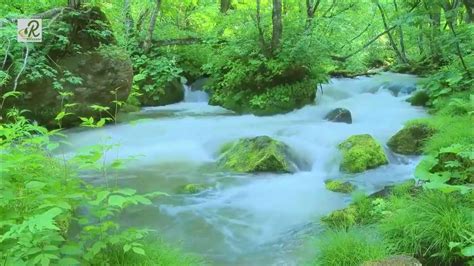 Nature sounds/Relaxing / Meditation/The sound of birds /Forest - YouTube