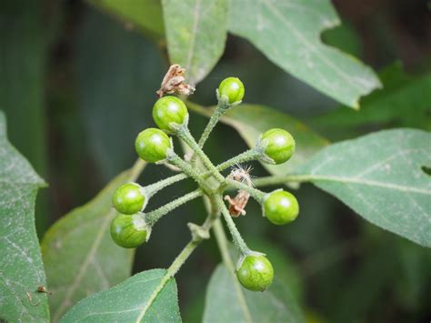 Solanum torvum Sw. | Plants of the World Online | Kew Science