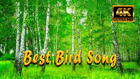 Relaxing Birdsong In Morning Forest. Sounds Of The Forest ASMR. Best ...