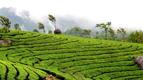 Most Beautiful Hill Stations in Kerala – A Treat for the Summer!