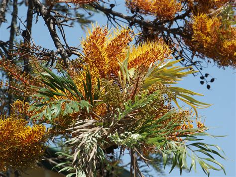 Grevillea robusta"Silky Oak" - Paten Park Native Nursery