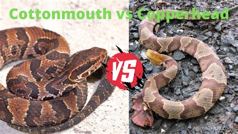 Cottonmouth vs Copperhead Snake - What is the difference? - Animal Hype