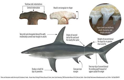 Hammerhead Shark Size And Weight | Blog Dandk