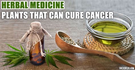 Herbal medicine: Plants that can Cure Cancer