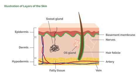 Skin Layers Diagram Labeled