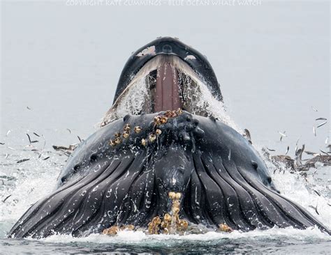 What a mouthful! Astonishing photos of humpback whale feeding on the ...