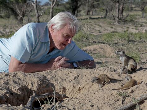 Planet Earth 3: BBC wants new series before David Attenborough turns ...