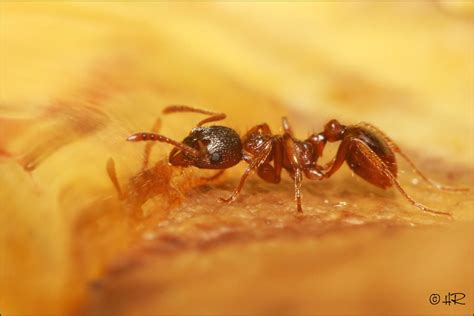 Myrmica rubra by macropixels on DeviantArt