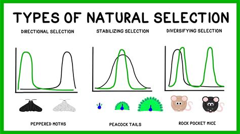 Natural Selection, Adaptation and Evolution - YouTube