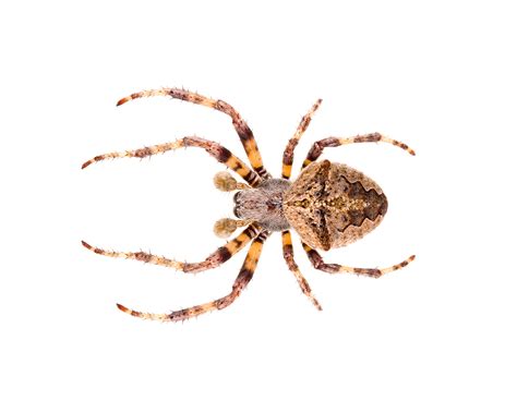 Garden Orb-Weaving Spider - ACT Pest Control | Canberra Pest Control ...