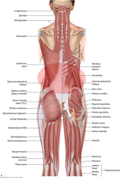 Soggiorno pakistano Paine Gillic very tight lower back muscles ...