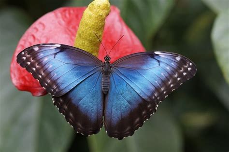 Black and Blue Butterfly Meaning : What does symbolize? Answered!