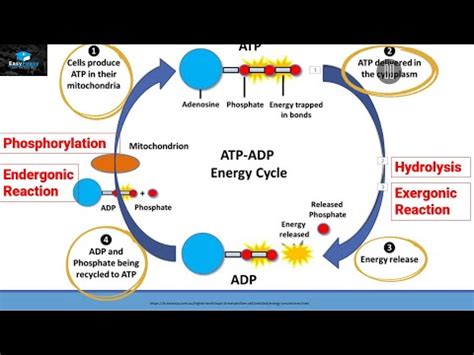 ATP-ADP ENERGY CYCLE - YouTube