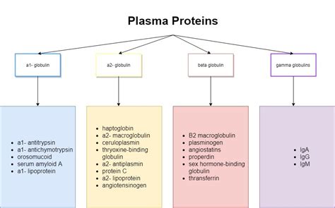 Plasma Proteins Diagram | Quizlet