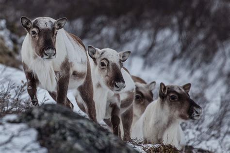 Arctic Wildlife in Greenland – from marine mammals to polar bears ...