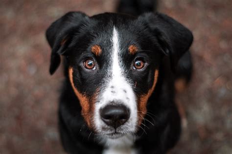 Appenzeller Sennenhund - Native Breed.org