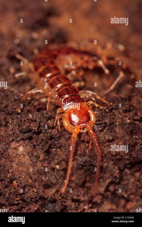 Common Centipede Stock Photo: 35399288 - Alamy