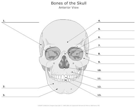 skull / facial bones worksheet | Cycle 3 - SCIENCE - Classical ...