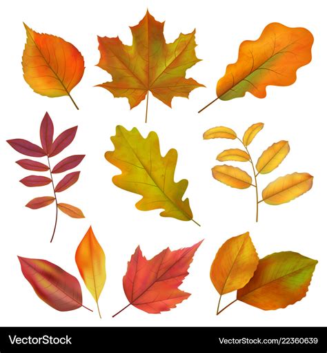 Autumn leaves realistic yellow and red fall leaf Vector Image