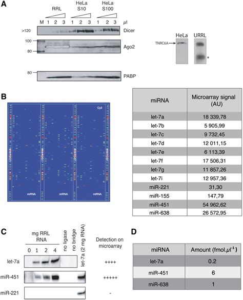 Rabbit reticulocyte lysate contains RISC components as well as ...