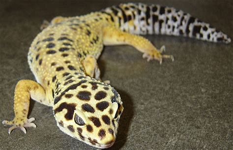 Leopard Gecko - Bright Spotted Desert Lizard | Animal Pictures and ...