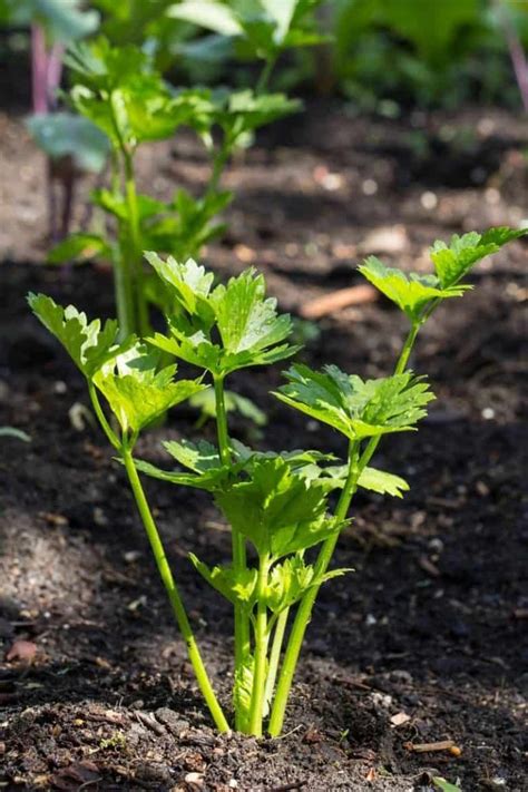 12+ Celery Companion Plants for Better Growth - Growfully