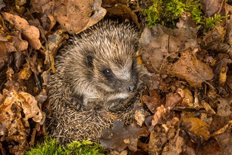 Things to Know About Hedgehog & Badger Hibernation - Wildthings