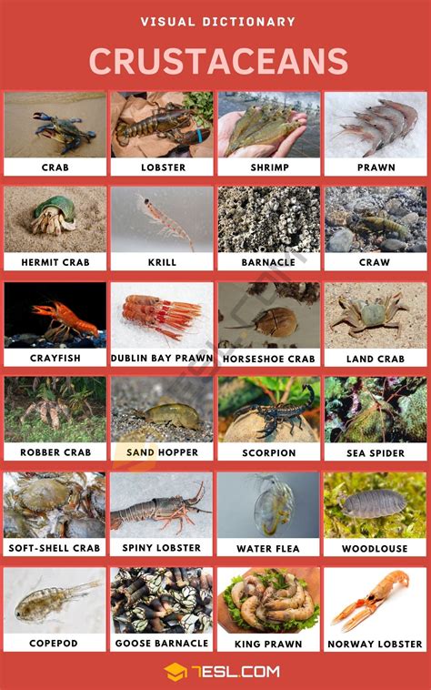 Crustaceans: List of Crustaceans with Cool Facts and Pictures • 7ESL ...