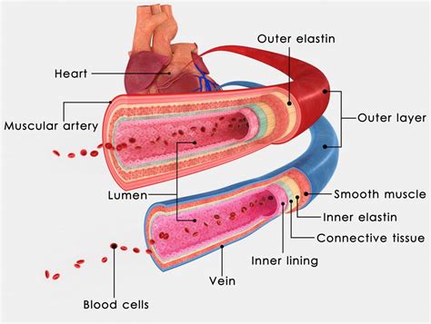 Anatomy Of Blood Vessels Veins