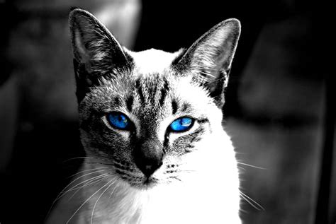 Sapphire Eyes Cat III-2 by RedShinra on DeviantArt