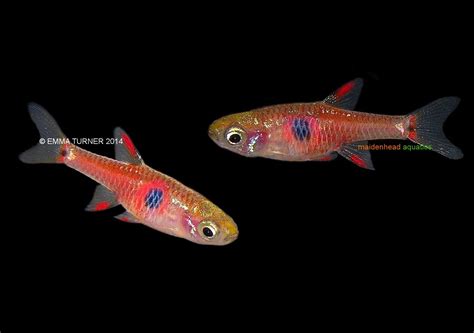 Strawberry Rasbora-Boraras naevus - Freshwater Cyprinids