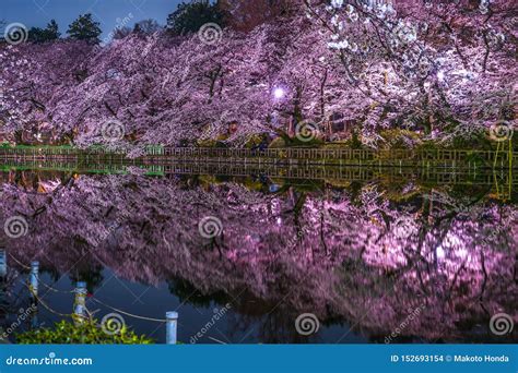 Cherry Blossoms of Inokashira Park Inokashira Park Stock Photo - Image ...