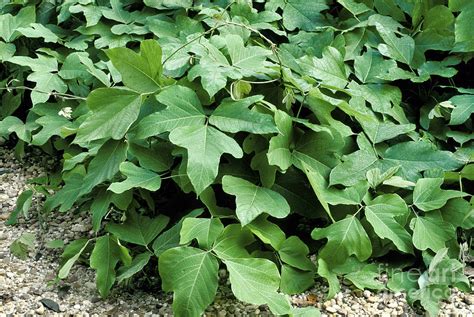 Kudzu Vine Photograph by Inga Spence - Pixels