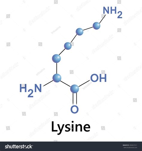 Lysine Molecule Structure Medical Vector Illustration Stock Vector ...