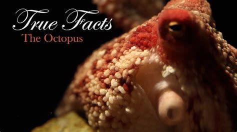 True Facts About The Octopus by Ze Frank