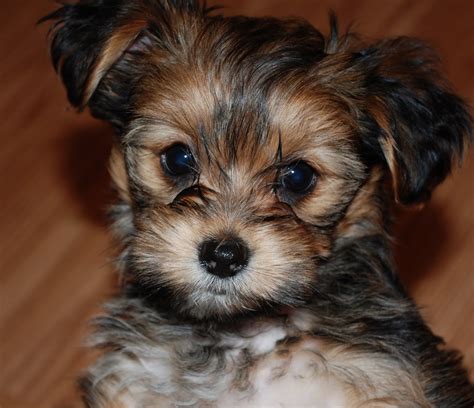 Shorkie Puppies: Reagan - 8 wk Shorkie puppy