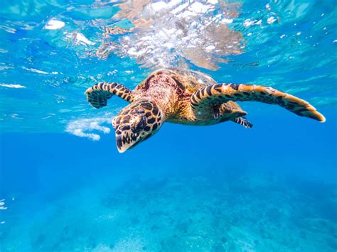 Seychelles Snorkeling: amazing marine life in Seychelles