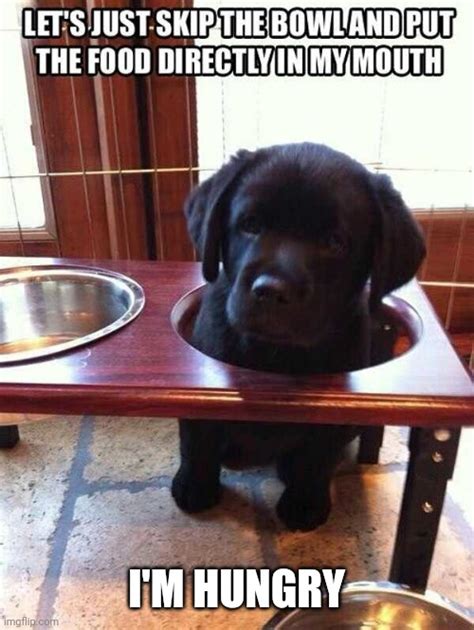 THE PUPPY IS HUNGRY - Imgflip