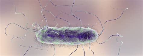 Proteus mirabilis: infections | conditions of development | treatment