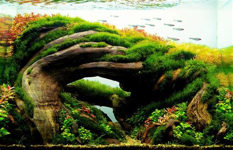 Aquascaping Styles: Nature Aquarium, Iwagumi & The Dutch Aquarium ...