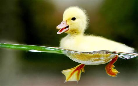 Baby Duck, Cute Yellow Ducks HD wallpaper | Pxfuel