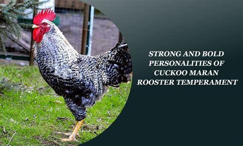 Cuckoo Maran Rooster Temperament: Strong and Bold Personalities